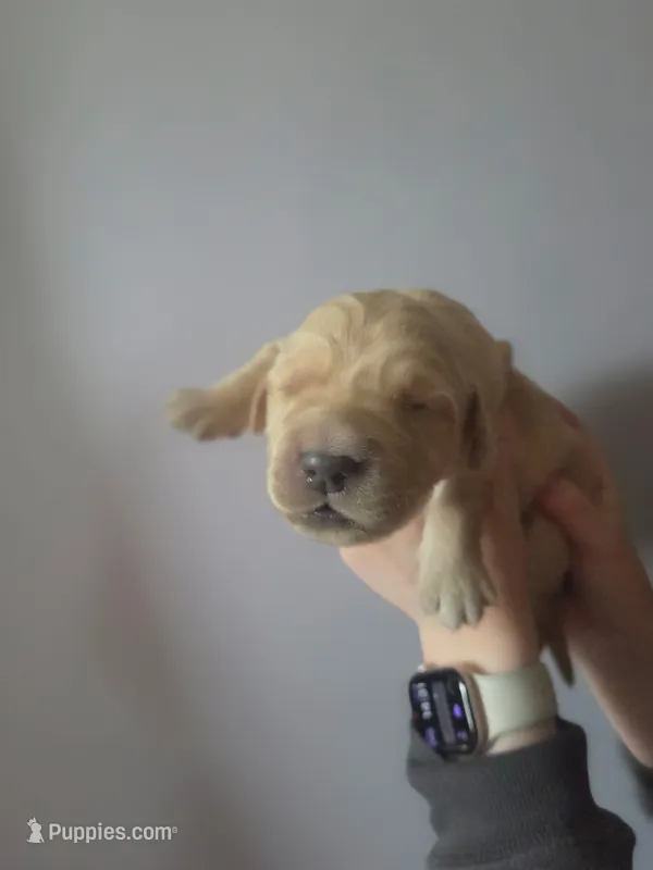 Duke – Golden Retriever puppy for sale in Basom, NY