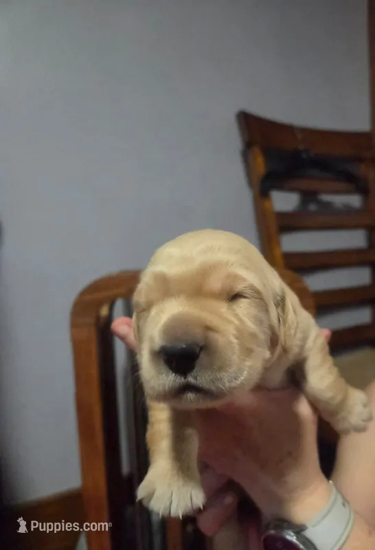 Leo – Golden Retriever puppy for sale in Basom, NY