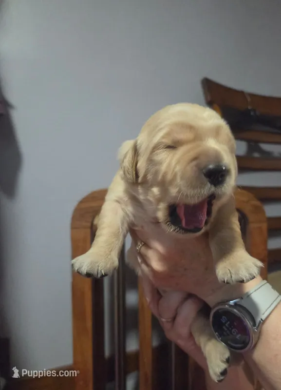 Midas – Golden Retriever puppy for sale in Basom, NY