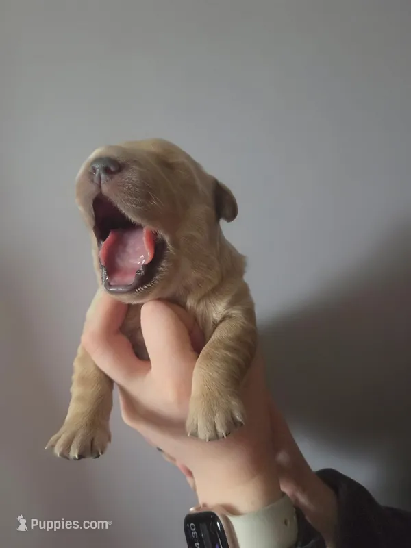 Daisy – Golden Retriever puppy for sale in Basom, NY