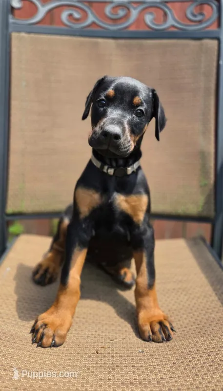 Vera – Doberman Pinscher puppy for sale in Basom, NY