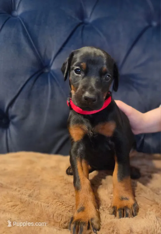 Elsa – Doberman Pinscher puppy for sale in Basom, NY