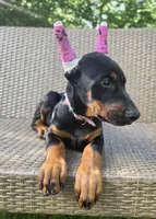 Luna, a female Doberman Pinscher for sale in Basom, NY – 2 of 3
