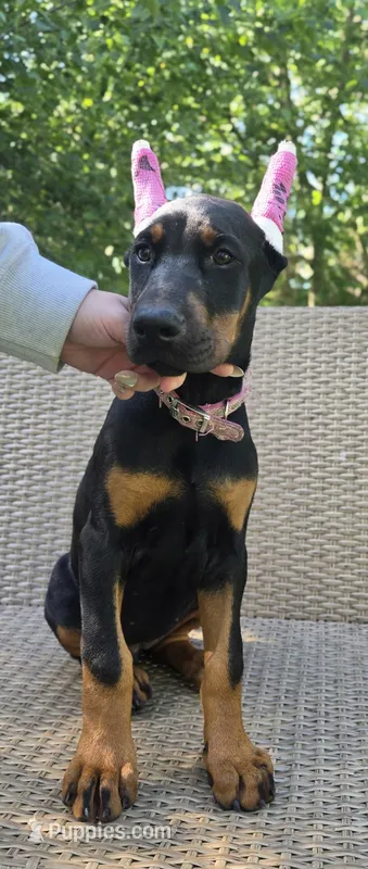 Luna – Doberman Pinscher puppy for sale in Basom, NY