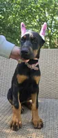 Luna, a female Doberman Pinscher for sale in Basom, NY – 1 of 3