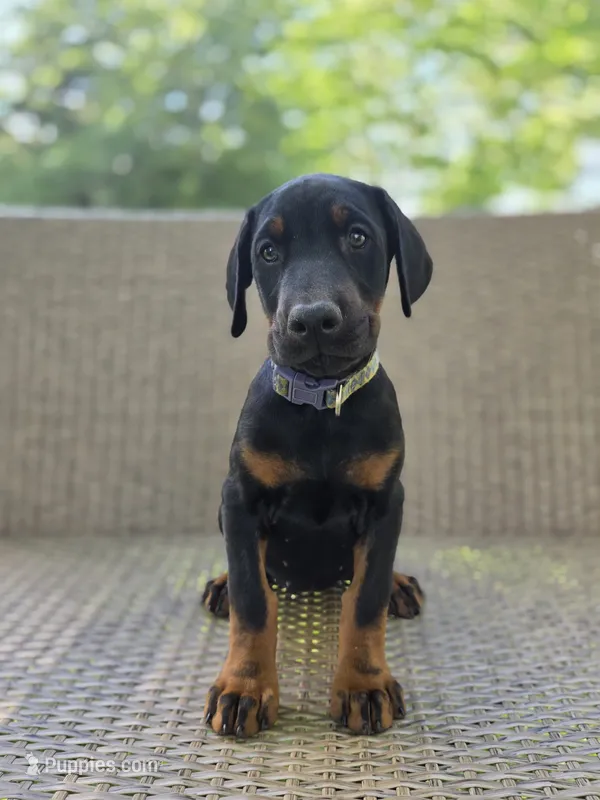 Vera – Doberman Pinscher puppy for sale in Basom, NY