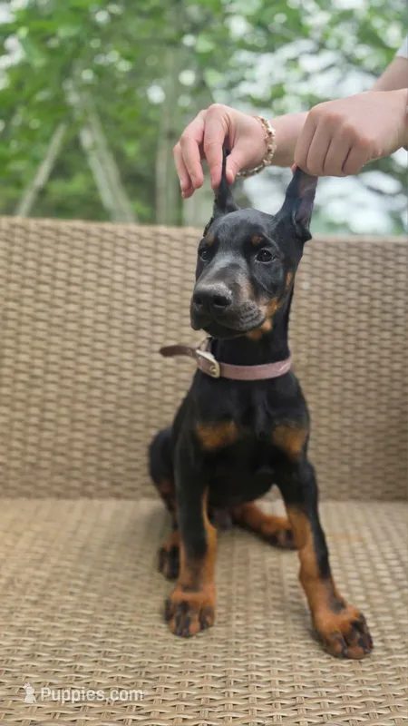 Amor – Doberman Pinscher puppy for sale in Basom, NY
