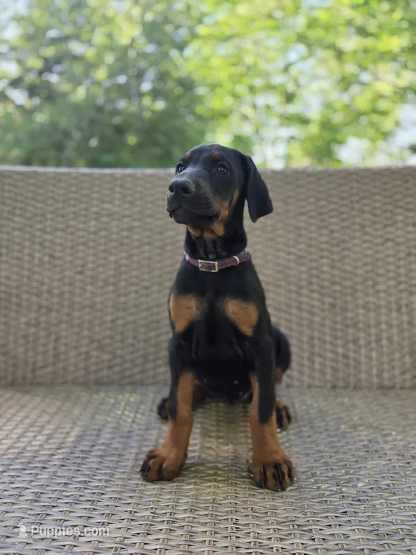 Anna – Doberman Pinscher puppy for sale in Basom, NY