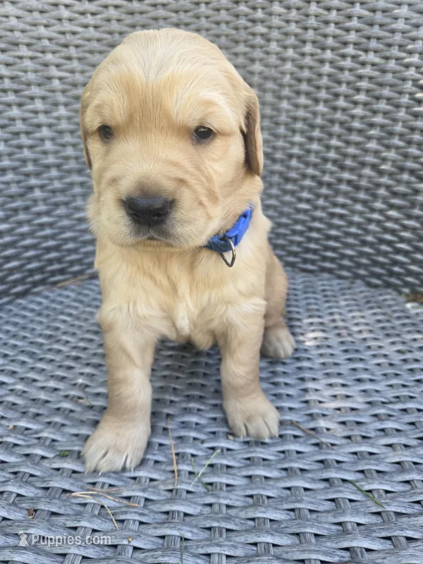Teddy – Golden Retriever puppy for sale in Basom, NY