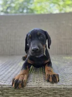 Anna, a female Doberman Pinscher for sale in Basom, NY – 2 of 3