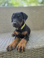 Dasha, a female Doberman Pinscher for sale in Basom, NY – 2 of 3
