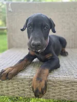 Amor, a male Doberman Pinscher for sale in Basom, NY – 2 of 2