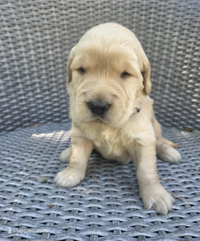 Leo – Golden Retriever puppy for sale in Basom, NY
