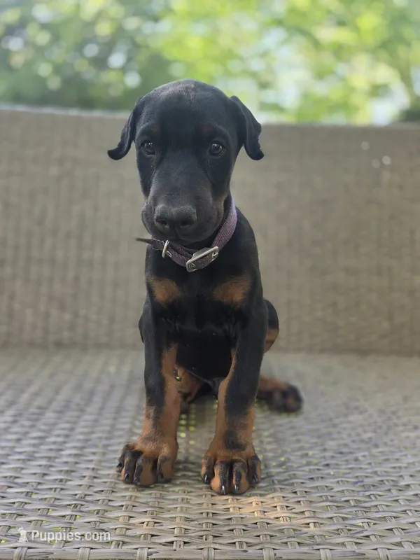 Amor – Doberman Pinscher puppy for sale in Basom, NY