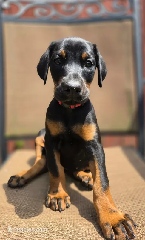 Muza – Doberman Pinscher puppy for sale in Basom, NY