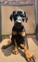 Muza, a female Doberman Pinscher for sale in Basom, NY – 1 of 1