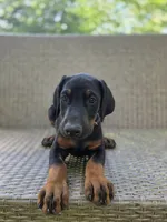 Anna, a female Doberman Pinscher for sale in Basom, NY – 3 of 3