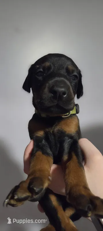 Amor, a male Doberman Pinscher for sale in Basom, NY – Photo 1 of 1