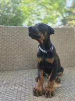 Martha, a female Doberman Pinscher for sale in Basom, NY – 2 of 3