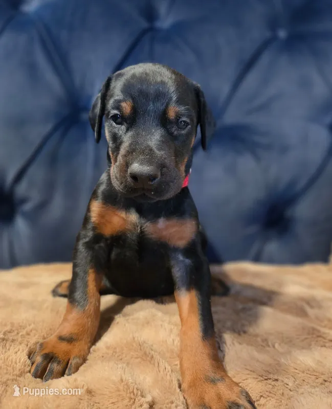 Luka – Doberman Pinscher puppy for sale in Basom, NY