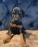 Luka, a male Doberman Pinscher for sale in Basom, NY – 1 of 1