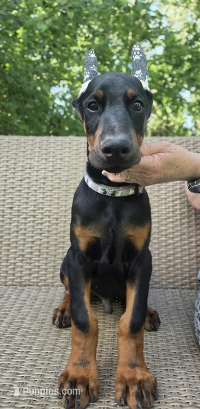Fyodor – Doberman Pinscher puppy for sale in Basom, NY