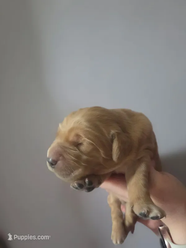 Teddy – Golden Retriever puppy for sale in Basom, NY