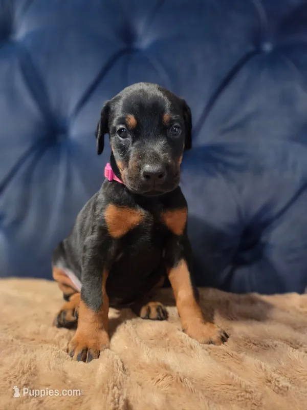 Luna – Doberman Pinscher puppy for sale in Basom, NY