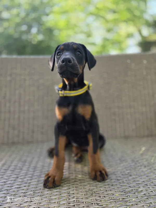 Dasha – Doberman Pinscher puppy for sale in Basom, NY