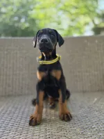 Dasha, a female Doberman Pinscher for sale in Basom, NY – 1 of 3