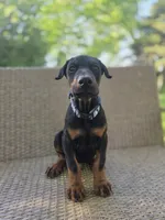Martha, a female Doberman Pinscher for sale in Basom, NY – 1 of 3