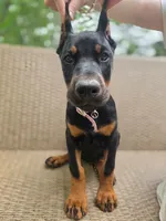 Luna, a female Doberman Pinscher for sale in Basom, NY – 3 of 3
