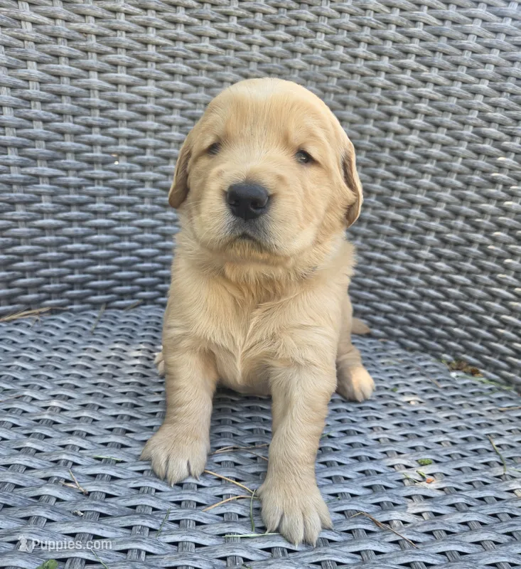 Midas – Golden Retriever puppy for sale in Basom, NY