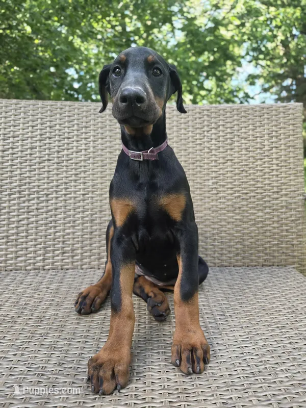 Anna – Doberman Pinscher puppy for sale in Basom, NY