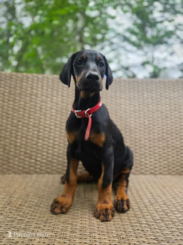 Muza – Doberman Pinscher puppy for sale in Basom, NY