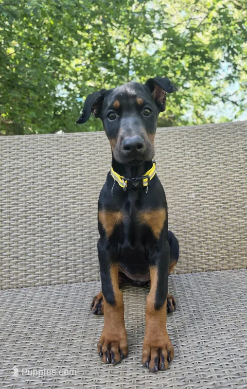 Dasha – Doberman Pinscher puppy for sale in Basom, NY