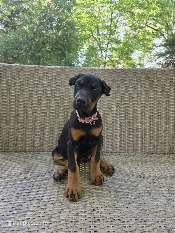 Luna – Doberman Pinscher puppy for sale in Basom, NY