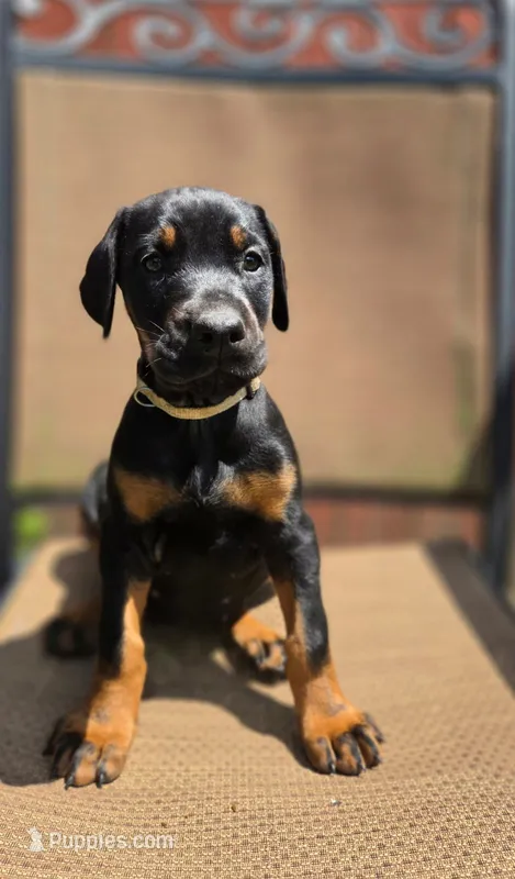 Martha – Doberman Pinscher puppy for sale in Basom, NY