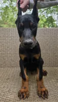 Fyodor, a male Doberman Pinscher for sale in Basom, NY – 1 of 1
