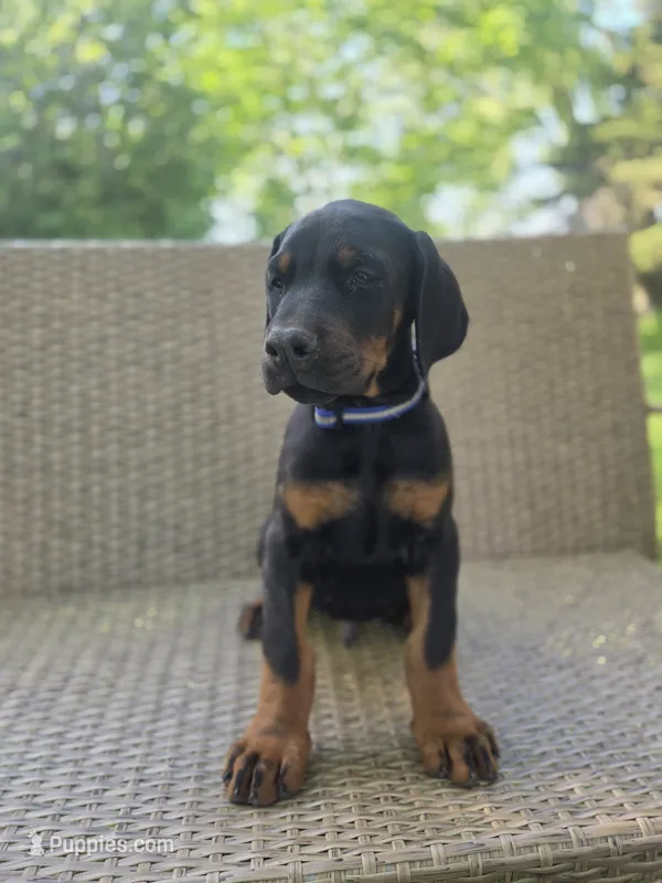 Fyodor – Doberman Pinscher puppy for sale in Basom, NY