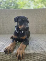 Martha, a female Doberman Pinscher for sale in Basom, NY – 3 of 3