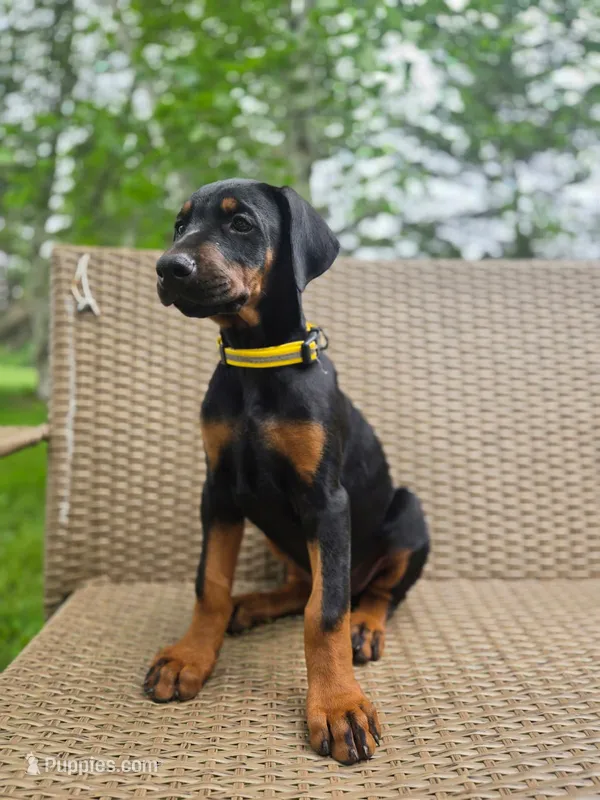 Dasha – Doberman Pinscher puppy for sale in Basom, NY