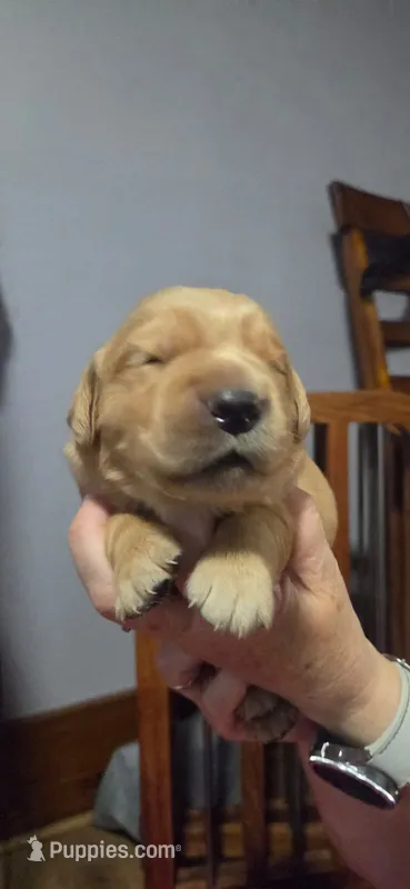 Teddy – Golden Retriever puppy for sale in Basom, NY