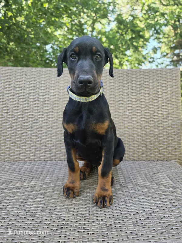 Vera – Doberman Pinscher puppy for sale in Basom, NY