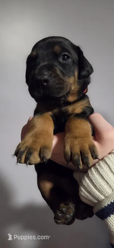 Martha, a female Doberman Pinscher for sale in Basom, NY – Photo 1 of 1