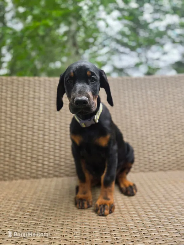 Vera – Doberman Pinscher puppy for sale in Basom, NY