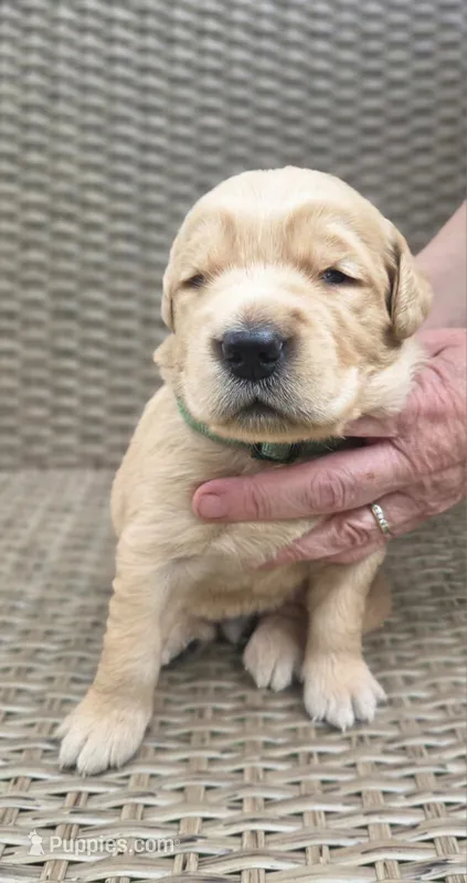 Leo – Golden Retriever puppy for sale in Basom, NY