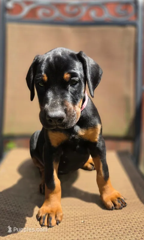 Luna – Doberman Pinscher puppy for sale in Basom, NY