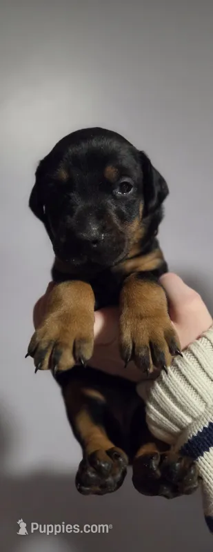 Elsa, a female Doberman Pinscher for sale in Basom, NY – Photo 1 of 1