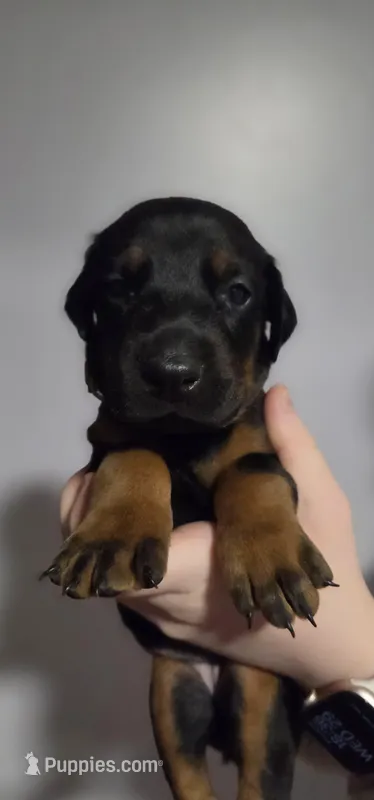 Dasha, a female Doberman Pinscher for sale in Basom, NY – Photo 1 of 1